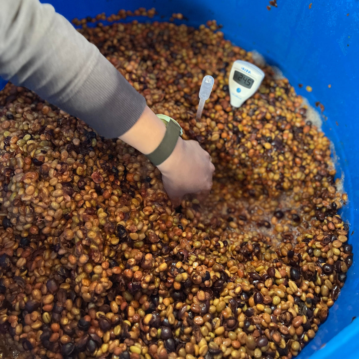 DISCOVERY | 96B Liberica Project 02 120 Hours Anoxic Natural Liberica Vietnam