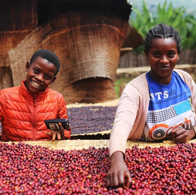 STAPLE l Aricha G1 Natural Heirloom Ethiopia