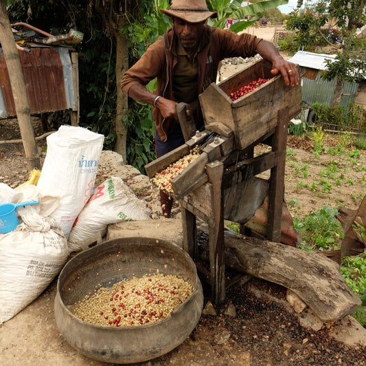 STAPLE l Daurfusu Honey Tim-Tim & Typica Timor Leste