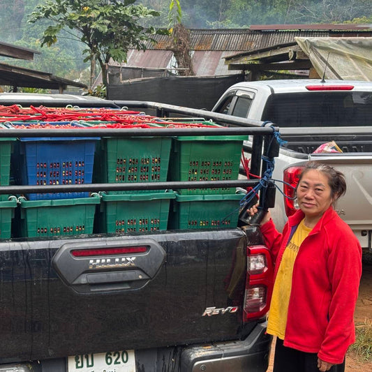 DISCOVERY | Huai Khun Phra 515 Honey Anaerobic Slow Dry Thailand