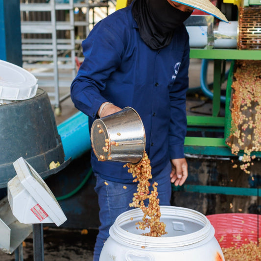 STAPLE l Huai Khun Phra 615 108hr Anaerobic Natural Thailand